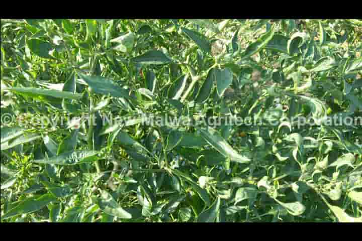 enviro herbal antiviral solution for plants in india